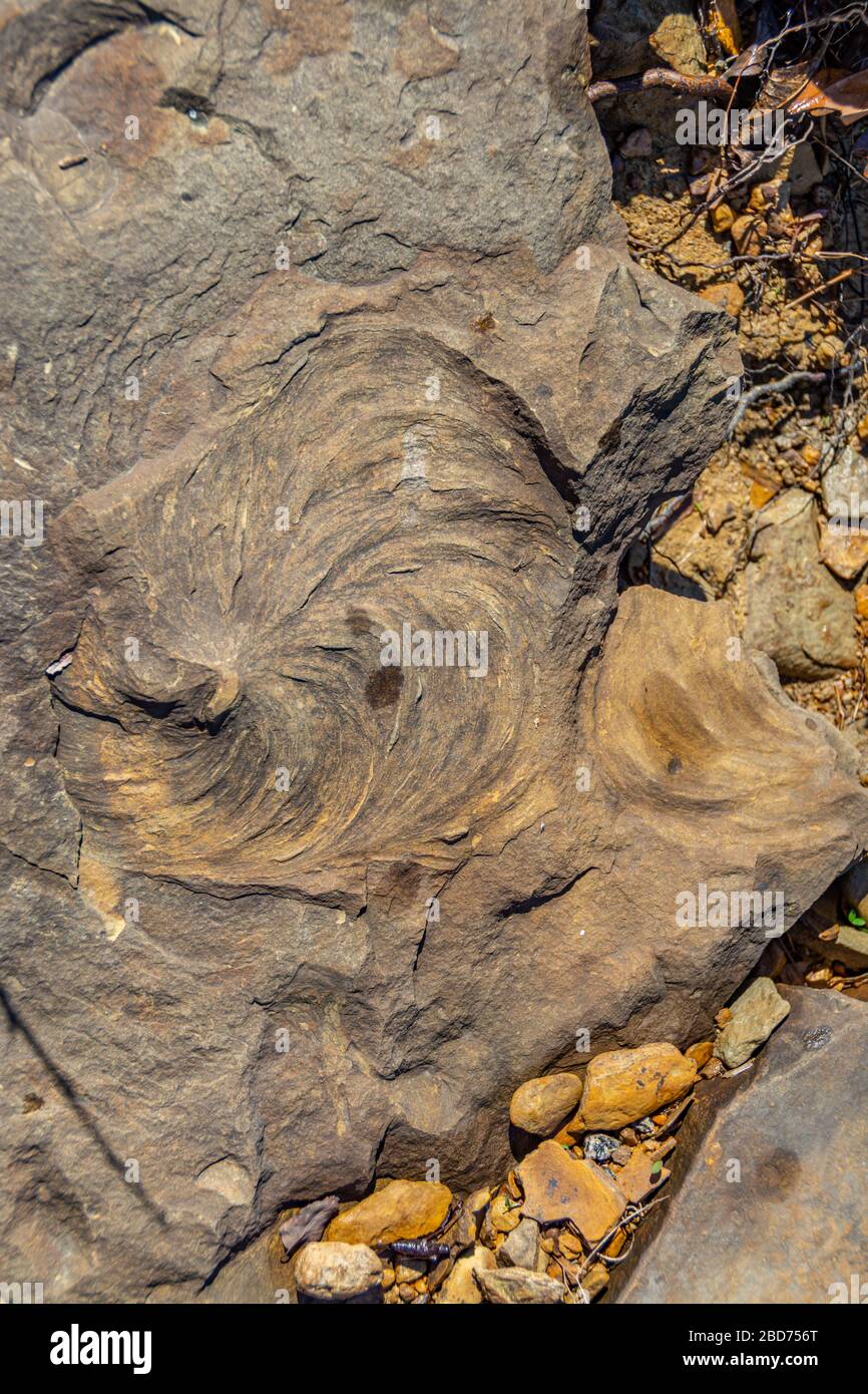 Fossil impressions in stone during the ancient Mississippian Plateaus