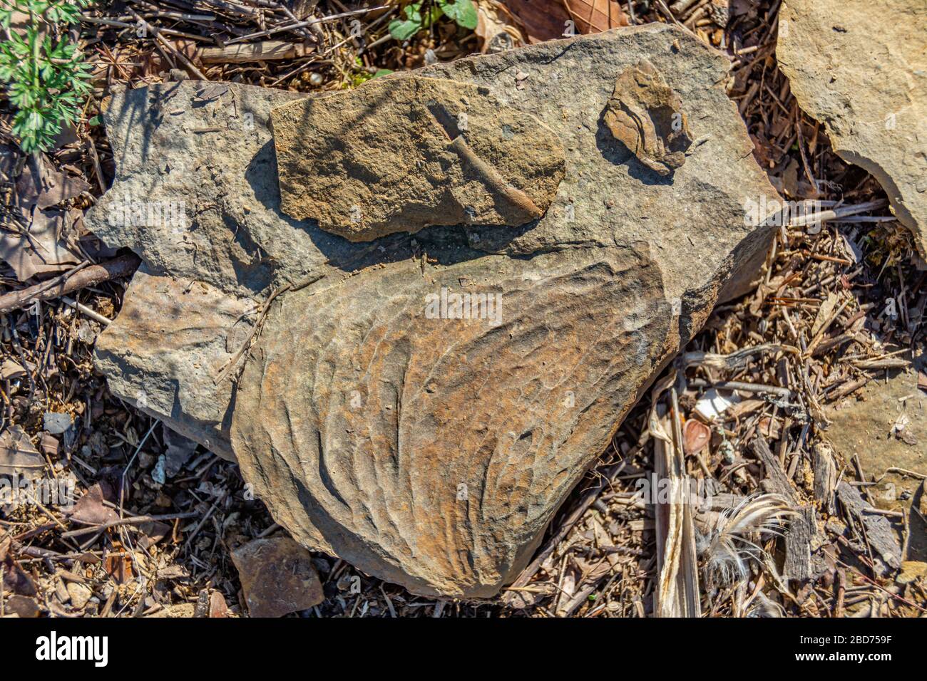 Fossil impressions in stone during the ancient Mississippian Plateaus