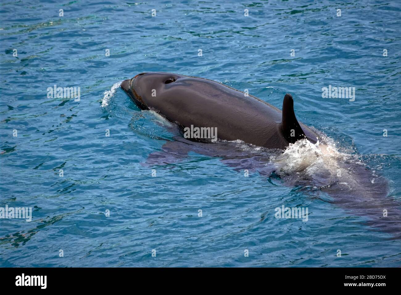 Closeup killer whale (Orcinus orca) swimming in blue water seen from ...