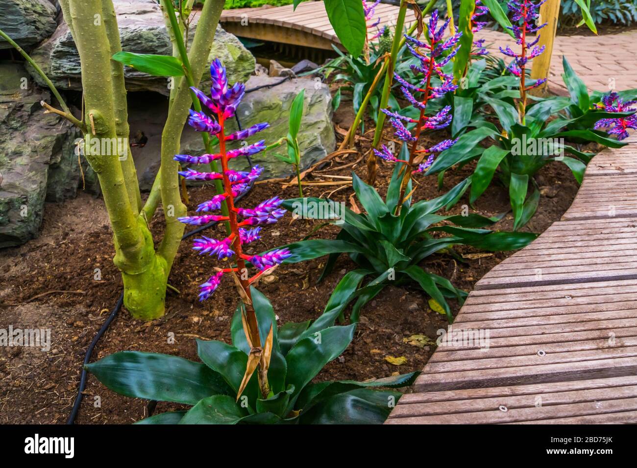 Aechmea Blue Tango plants in a tropical garden, exotic cultivar from Florida, America Stock Photo