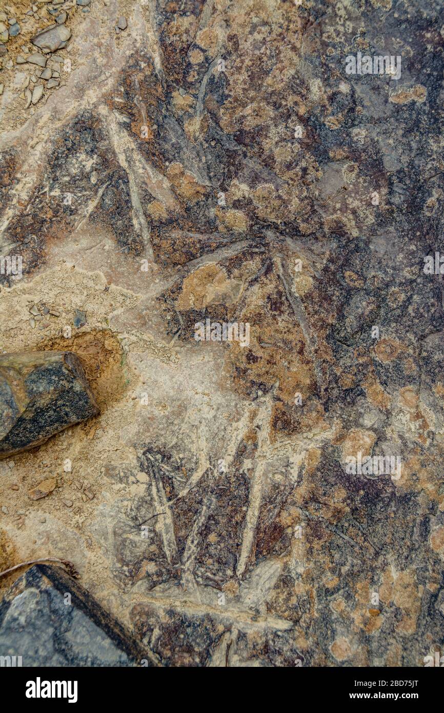 Fossil impressions in stone during the ancient Mississippian Plateaus