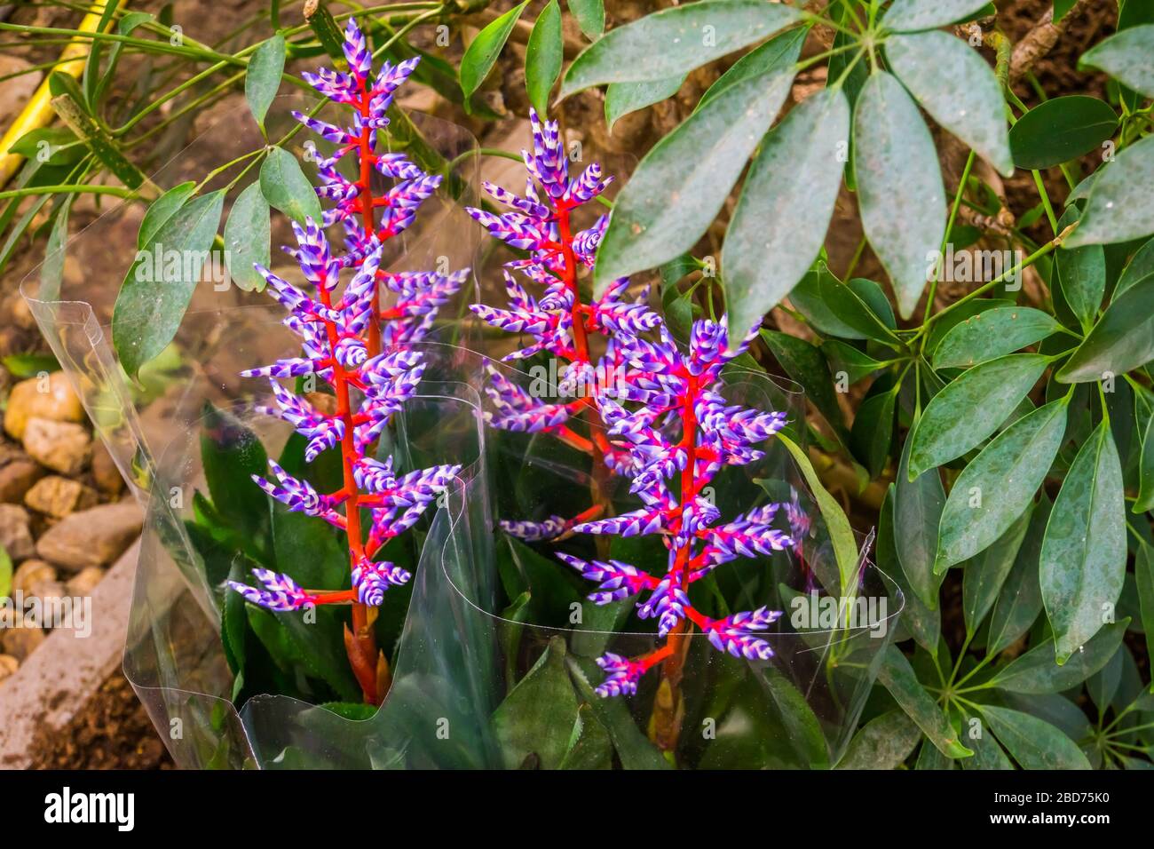 closeup of Aechmea Blue Tango plants, exotic plant cultivar from Florida, America Stock Photo