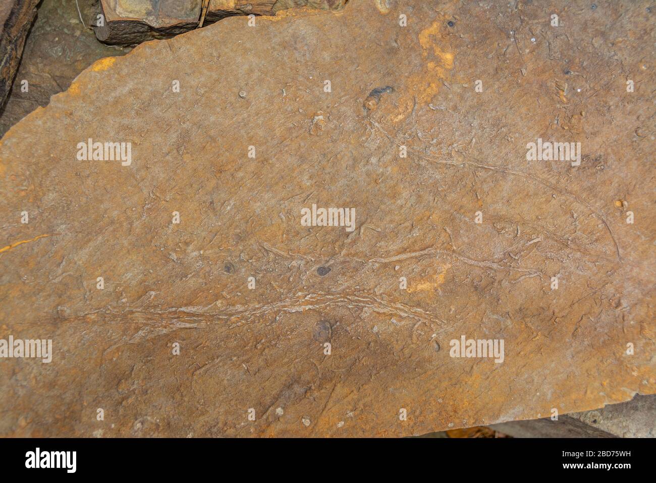 Fossil impressions in stone during the ancient Mississippian Plateaus