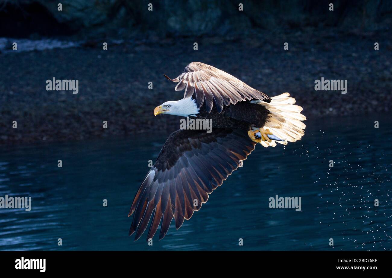 Bald Eagle Adult fish in talons backlit water drops Stock Photo - Alamy