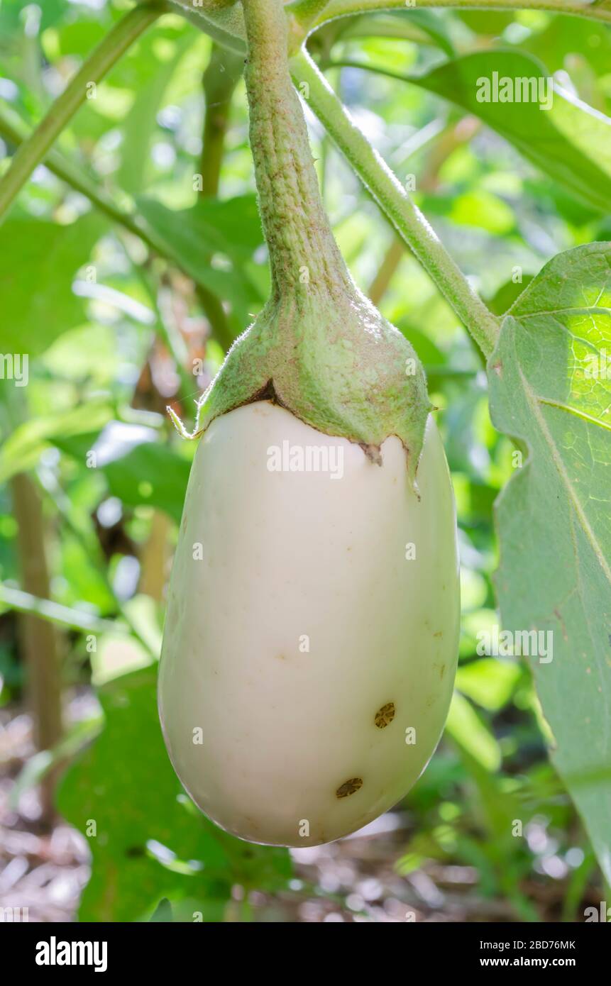 An Isolated Unripe Garden Egg On Tree Stock Photo - Alamy