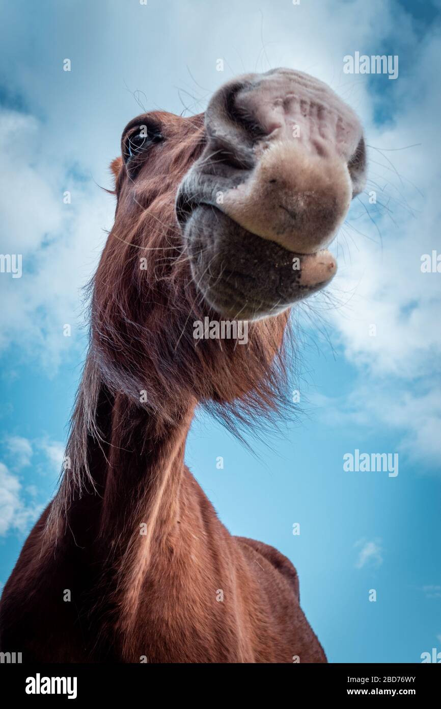 First Yawn High Resolution Stock Photography And Images Alamy