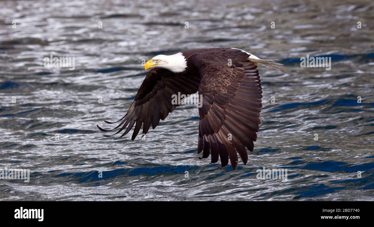 Bald eagle adult flying low over water wings down hires stock