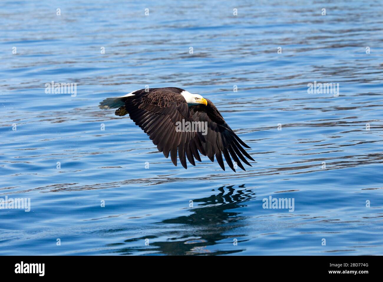 Bald Eagle Adult flying low over water wings down Stock Photo