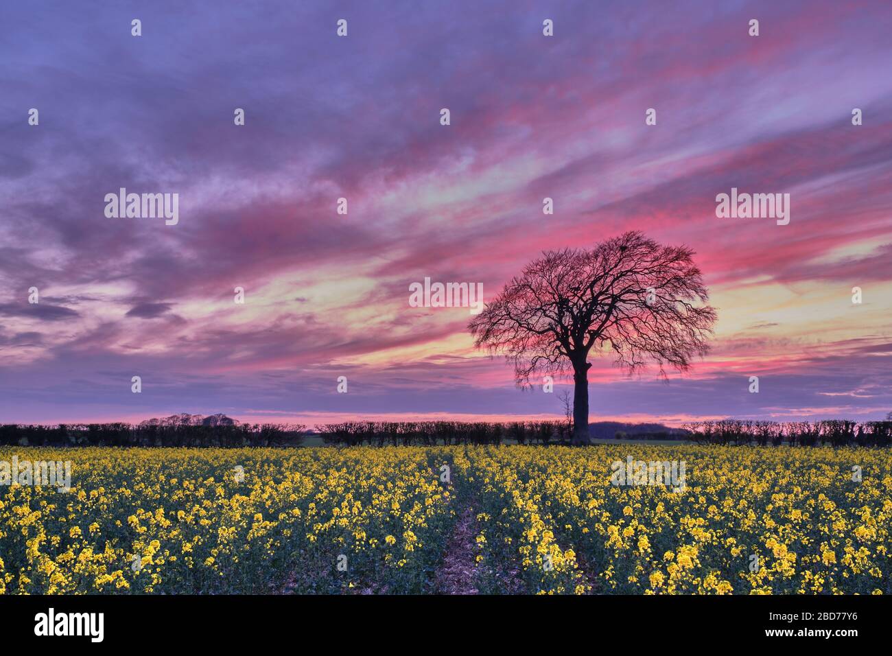 Vivid colourful sunset behind lone bare Beech tree Fagus sylvaticus with yellow flowering oilseed rape rapeseed Brassica napus Lincolnshire landscape Stock Photo