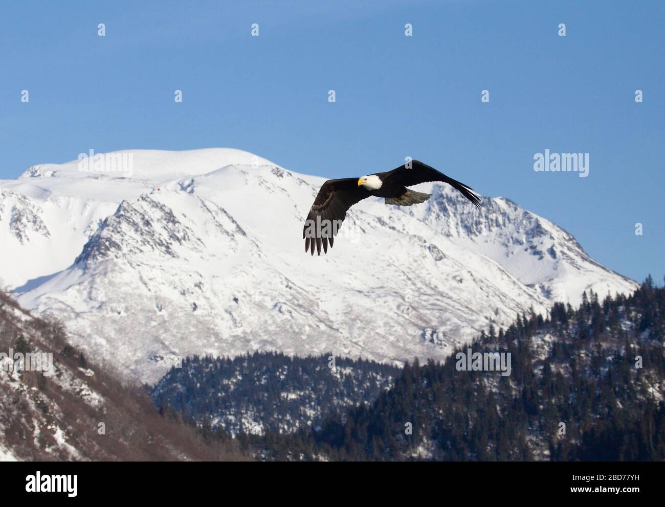Eagle flying mountain hi-res stock photography and images - Alamy