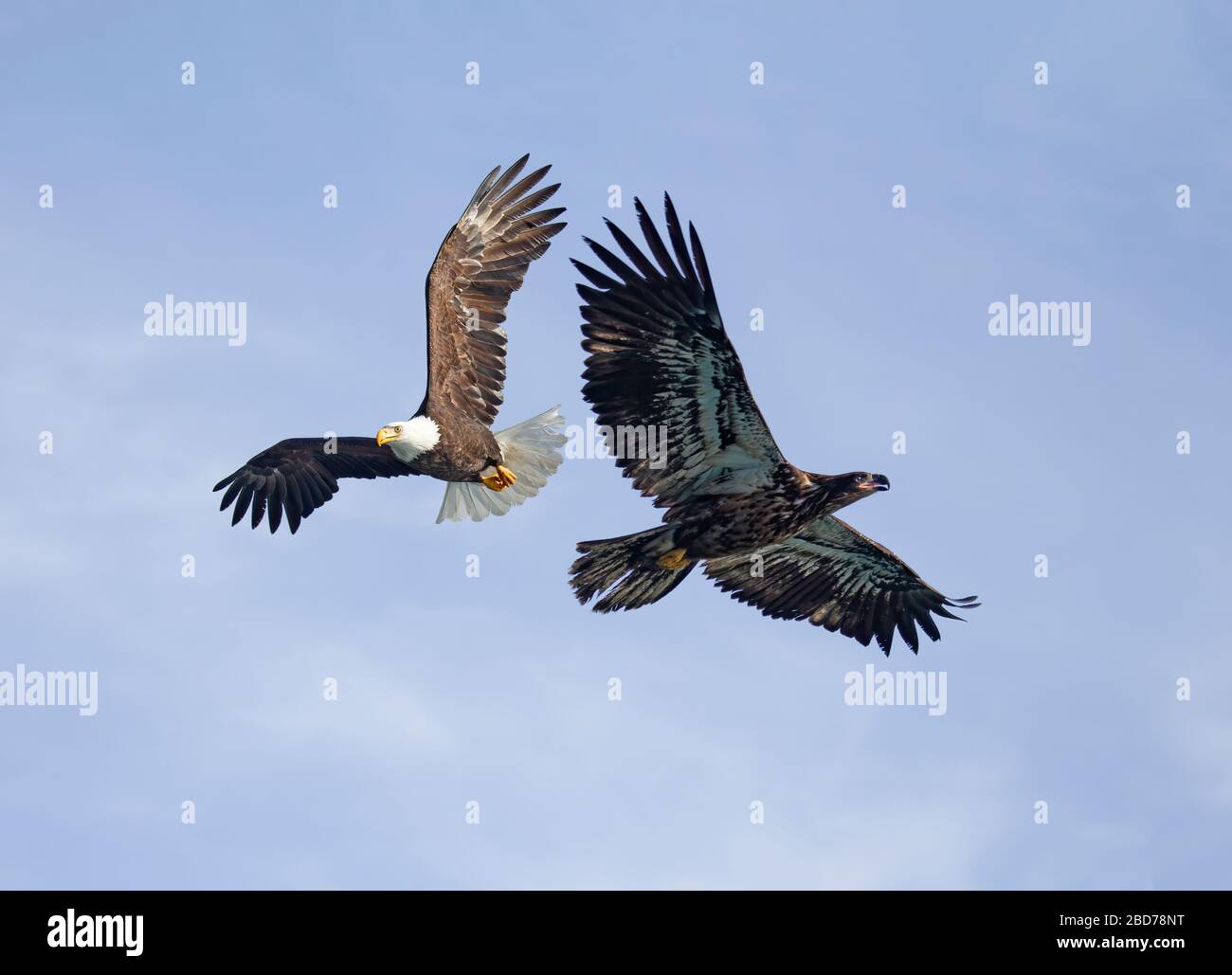 Bald Eagle Adult and Juvenile in Flight Stock Photo - Alamy