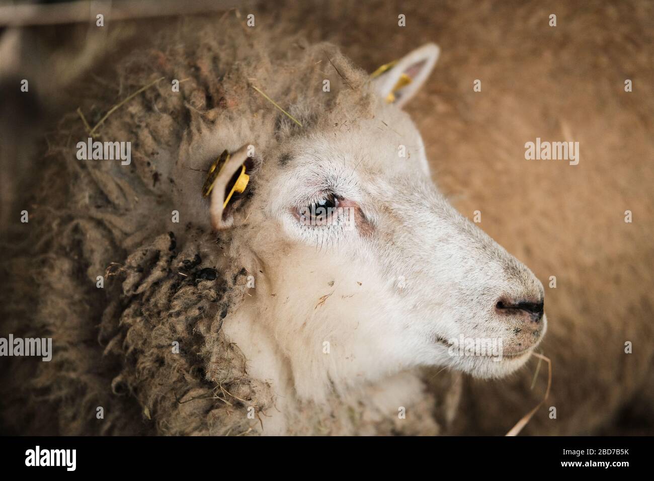 side view of a sheep head, sheep portrait Stock Photo