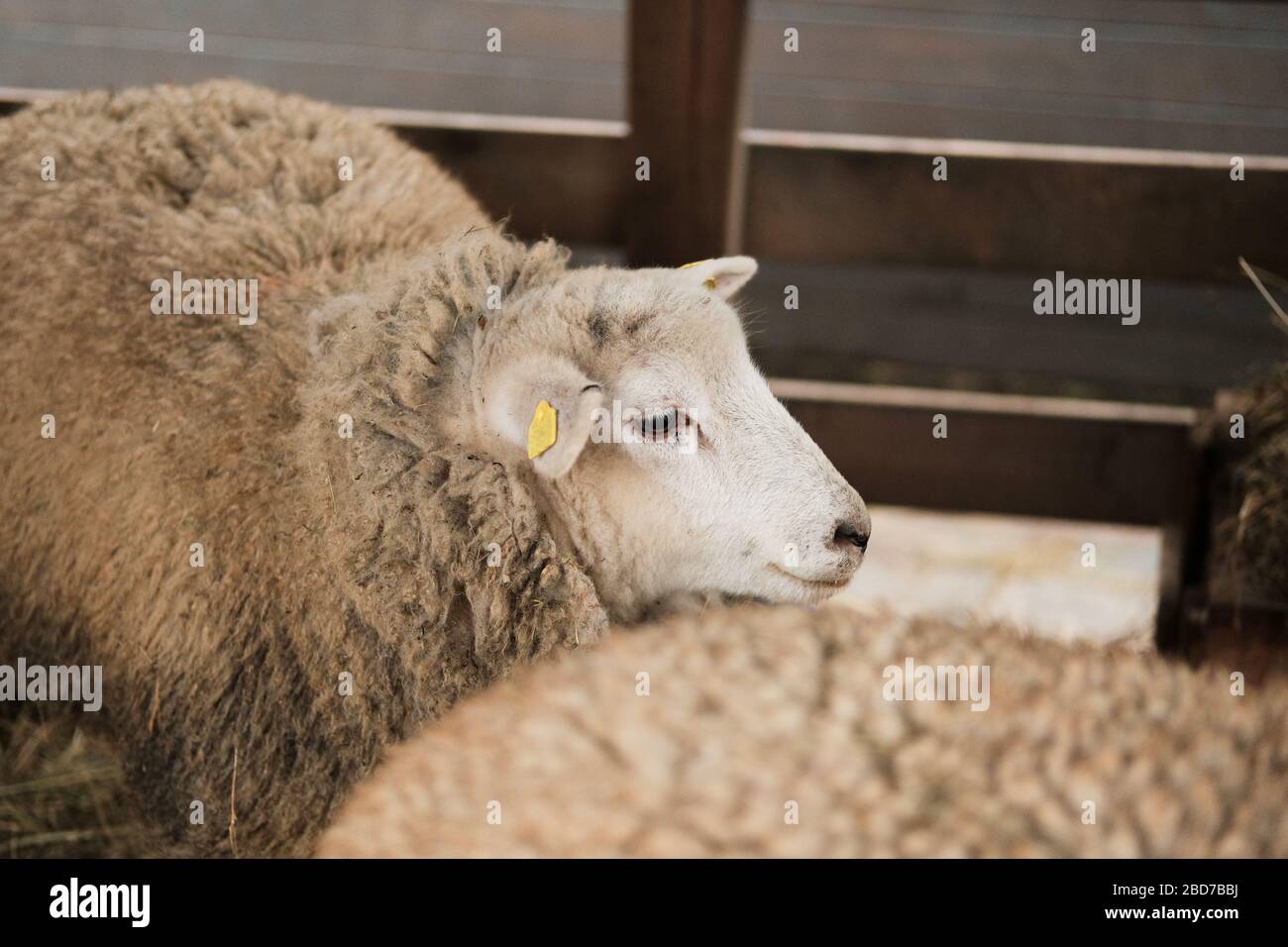 furry sheep in wooden stable Stock Photo