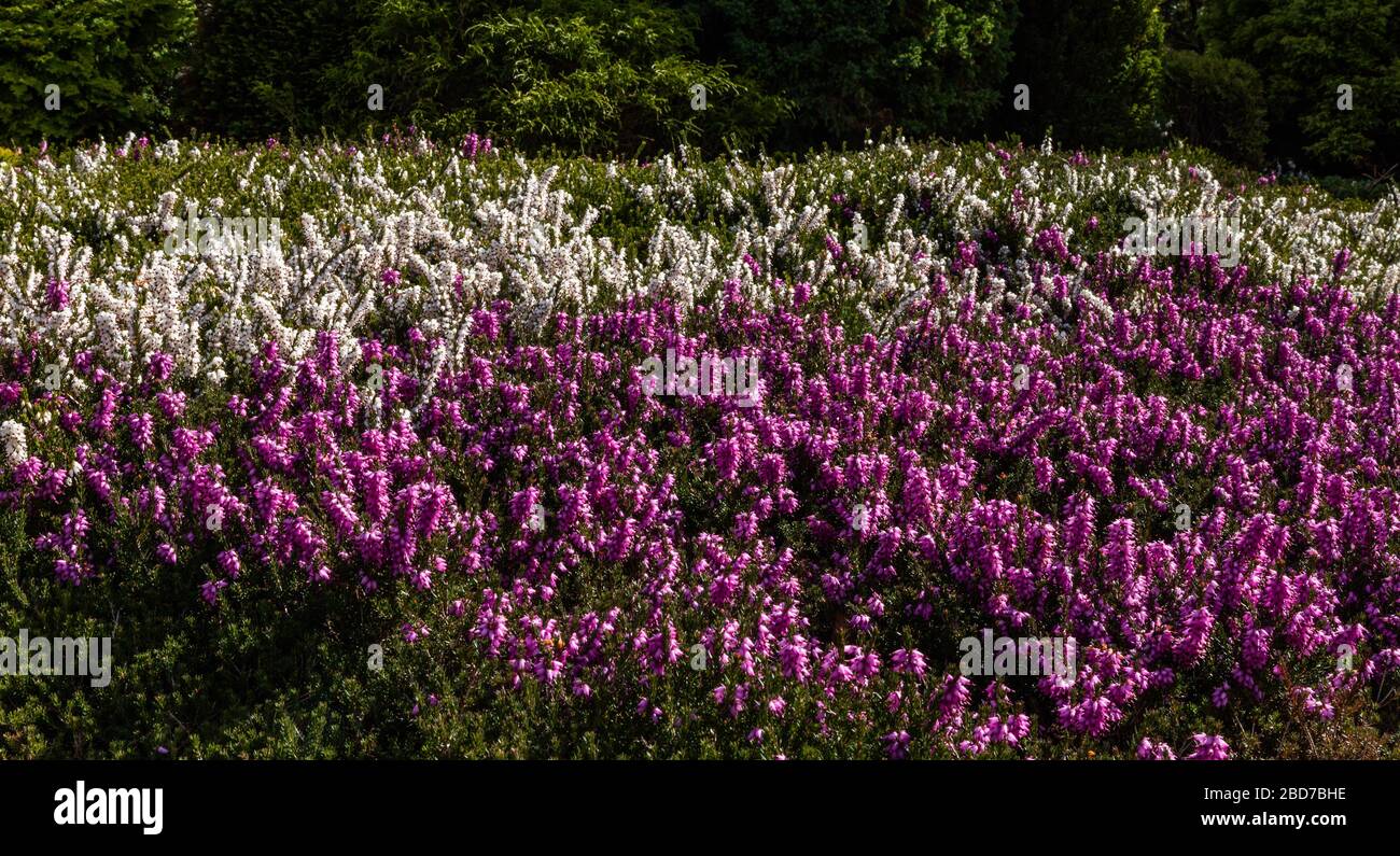 A flower bed of flowering mixed heathers in spring. Stock Photo