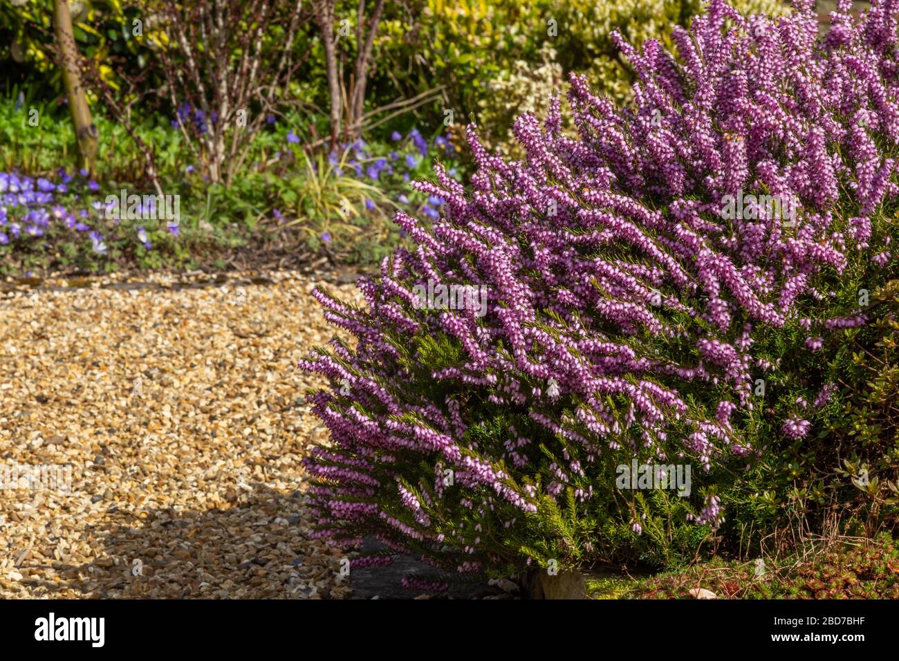 Flowering heather in spring next to a gravel path. Stock Photo