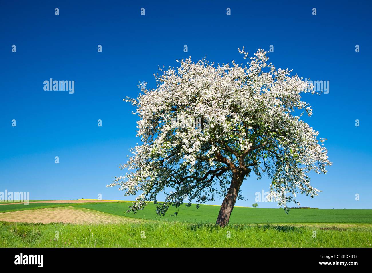 Cherry tree (Prunus) in full bloom under a blue sky in the middle of fields and meadows, Saalekreis, Saxony-Anhalt, Germany Stock Photo