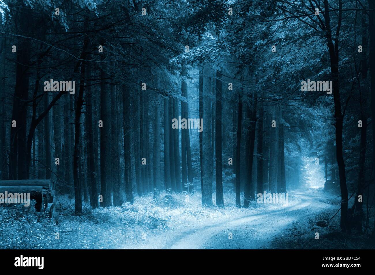 Hiking trail through dark forest with fog, black and white photo, Mecklenburg-Western Pomerania, Germany Stock Photo