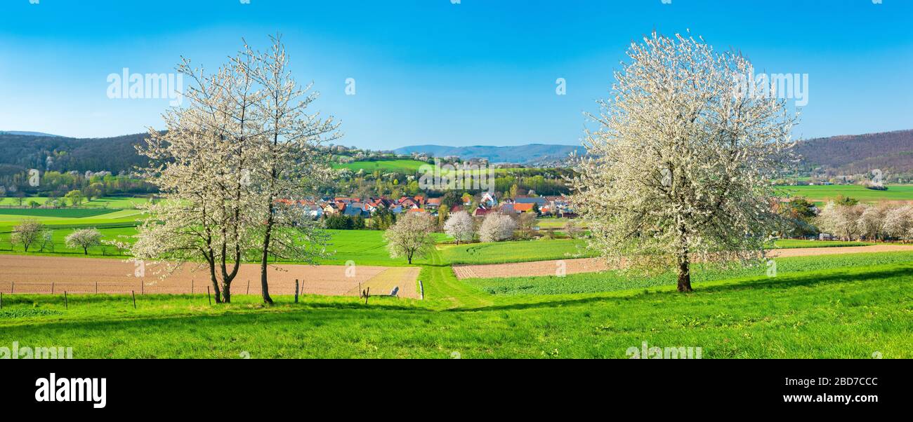 Cultural landscape in the Werra valley in spring, blossoming cherry trees in the field under a blue sky, in the back the village Kleinvach, near Bad Stock Photo