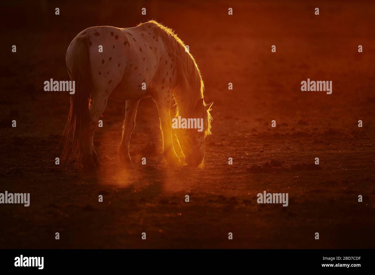 Appaloosa horse hires stock photography and images Alamy