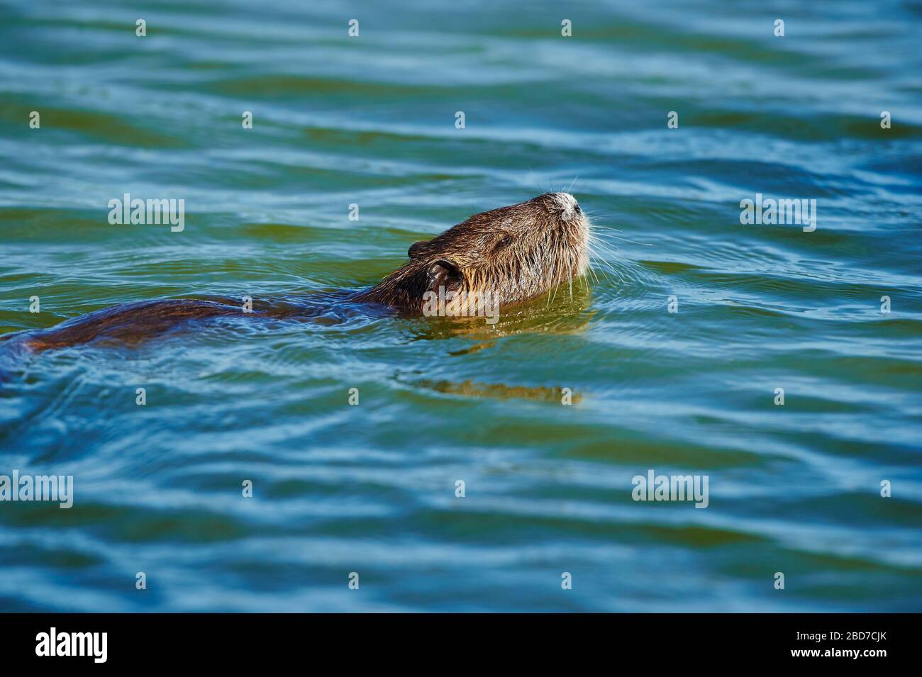 Coypu (Myocastor coypus) swimming in water, Camargue, France Stock ...