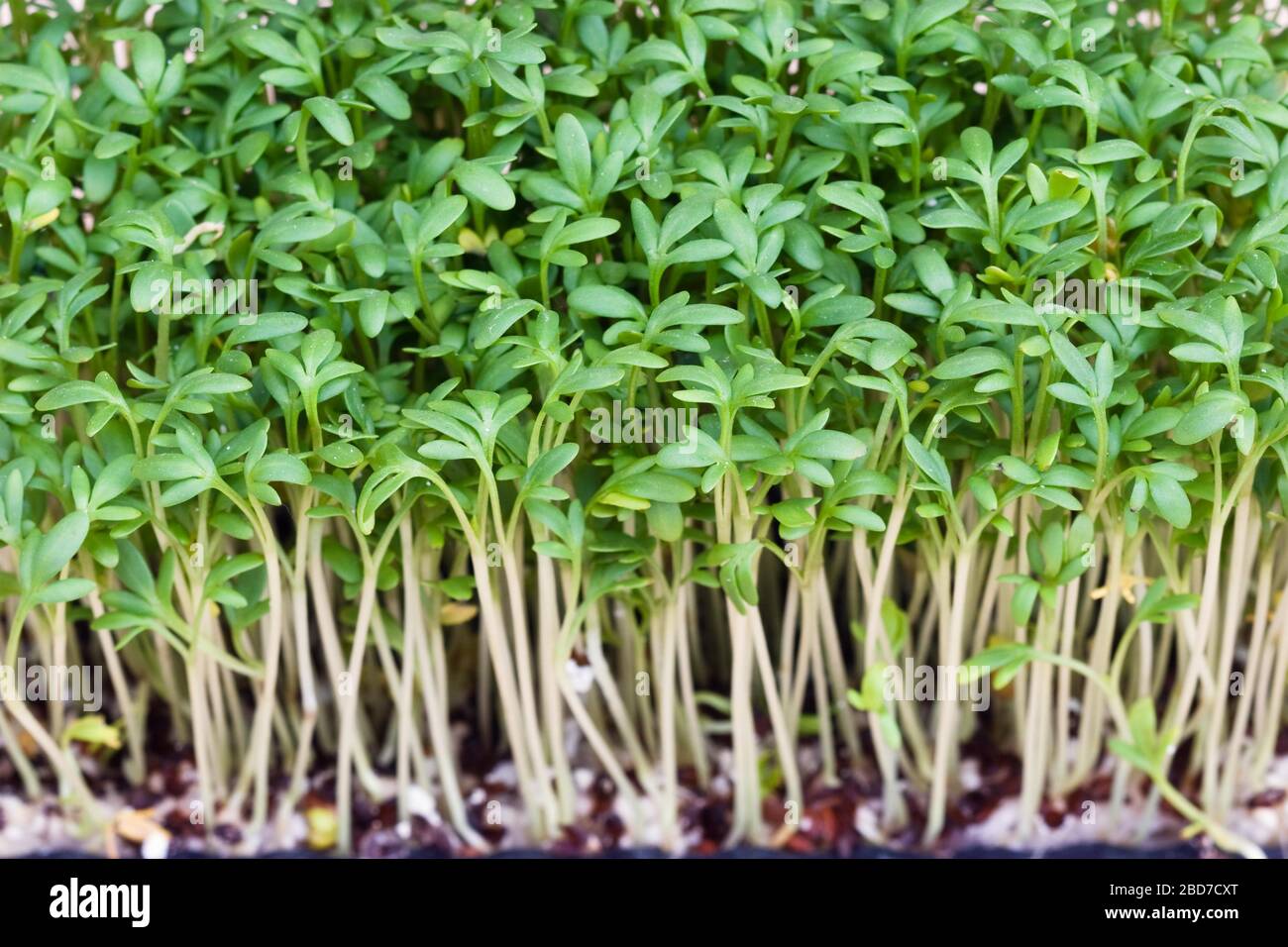 Peppercress (Lepidium), seedlings in breeding shell, Germany Stock ...
