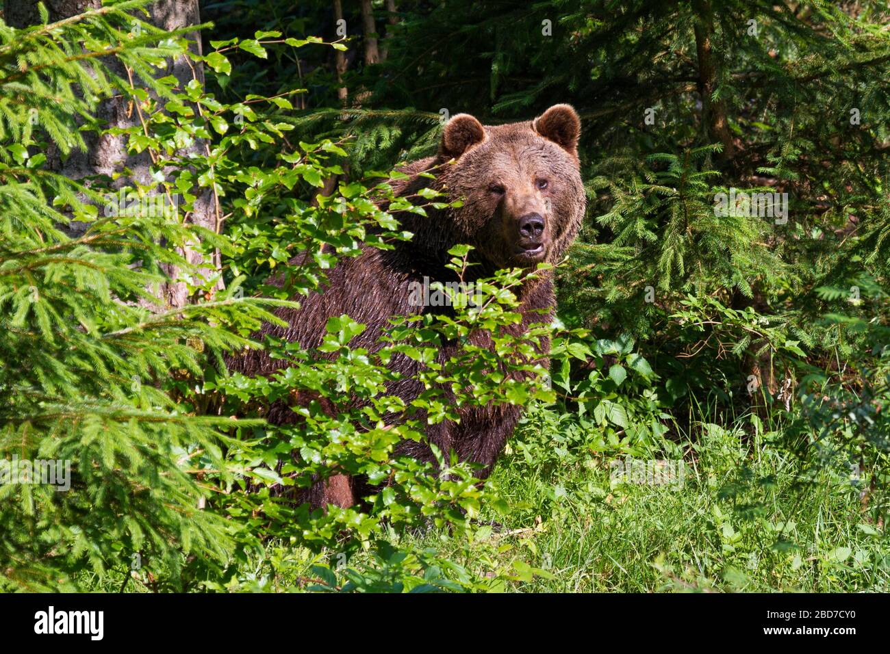 Brown bear (Ursus arctos) sits in the forest, Bavarian Forest National Park, Bavaria, Germany Stock Photo