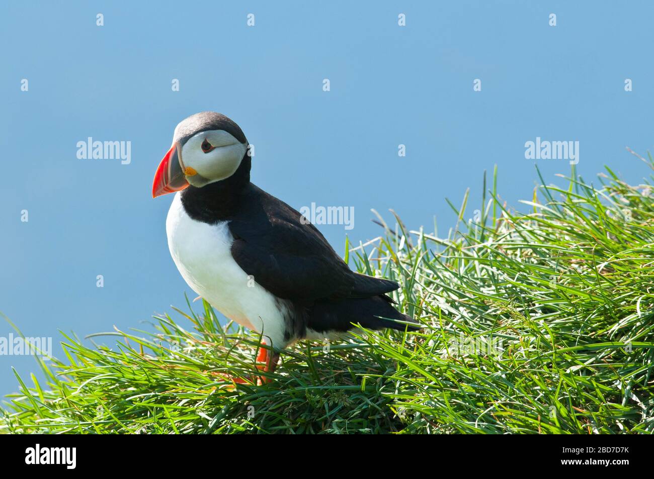 Puffin (Fratercula arctica), standing in the grass on cliff, Iceland Stock Photo
