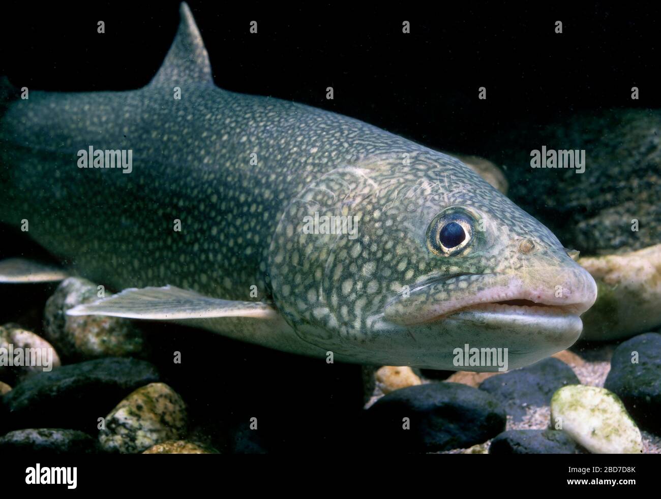 Lake trout (Salvelinus namaycush), captive, France Stock Photo