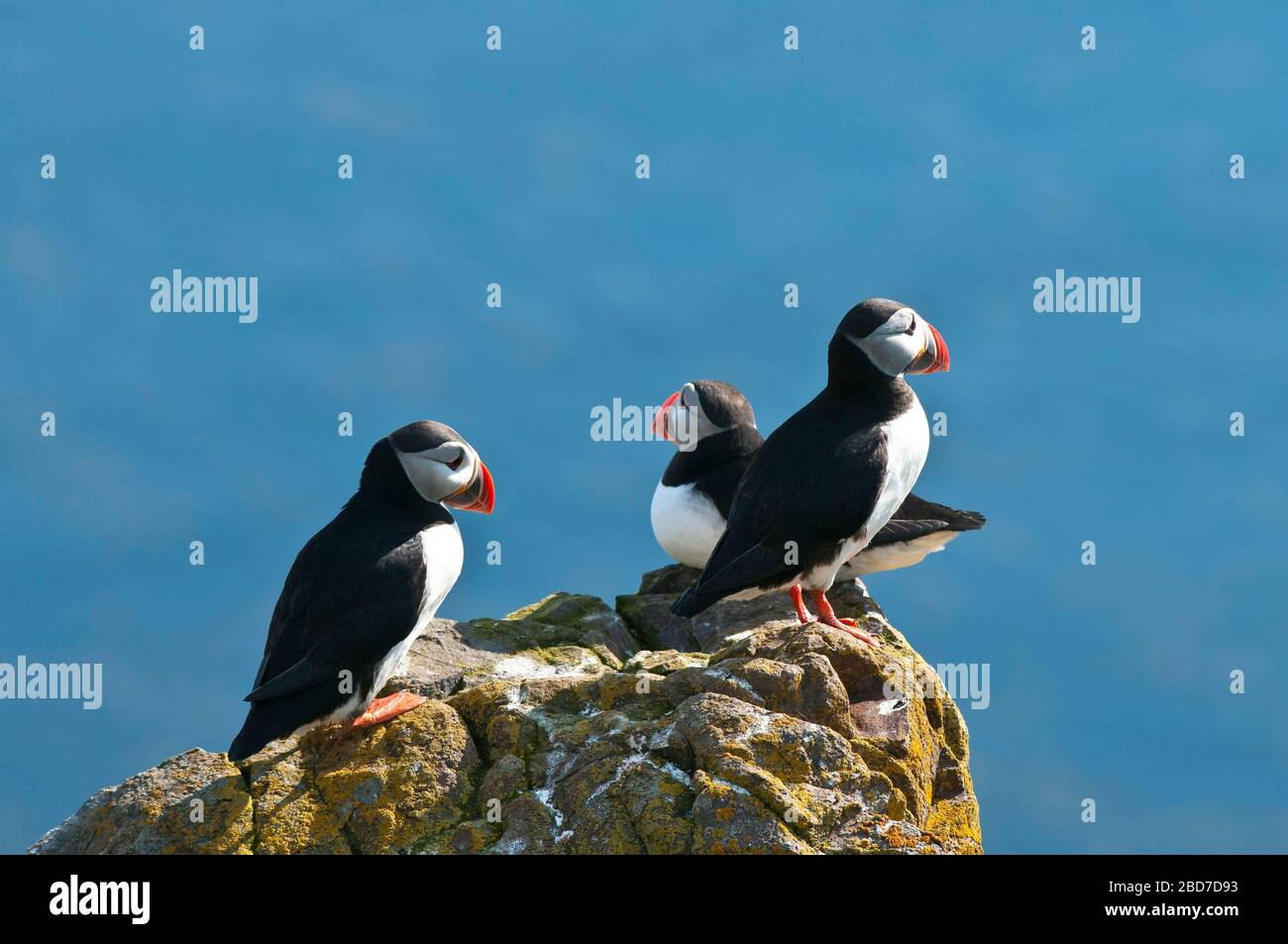 Three Puffin (Fratercula arctica), standing on cliff, Iceland Stock Photo