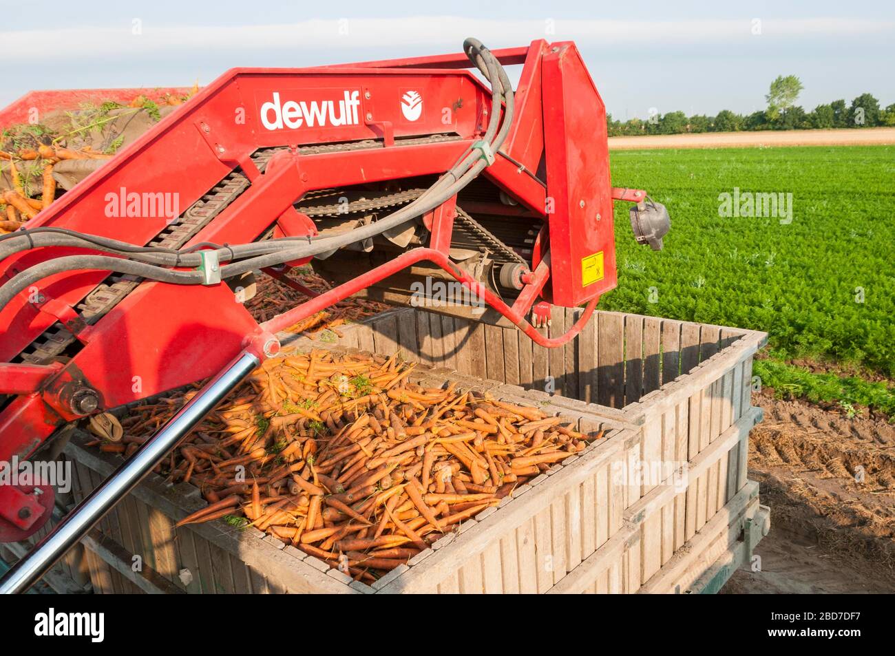 Carrots are harvested with harvesting machine hires stock photography