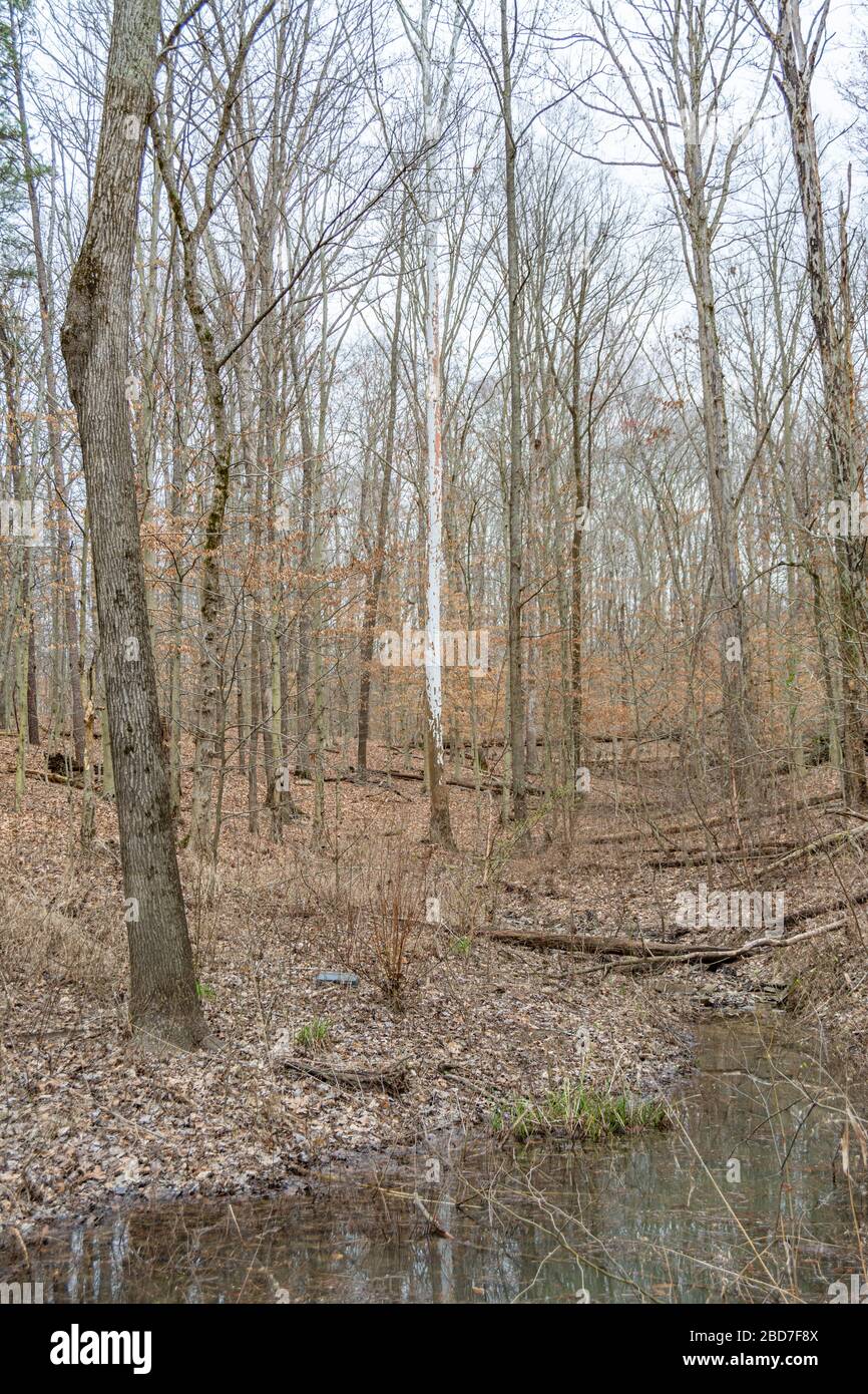 Escape to the Wilderness: Your Guide to Twin Knobs Recreation Area in Kentucky's Daniel Boone National Forest