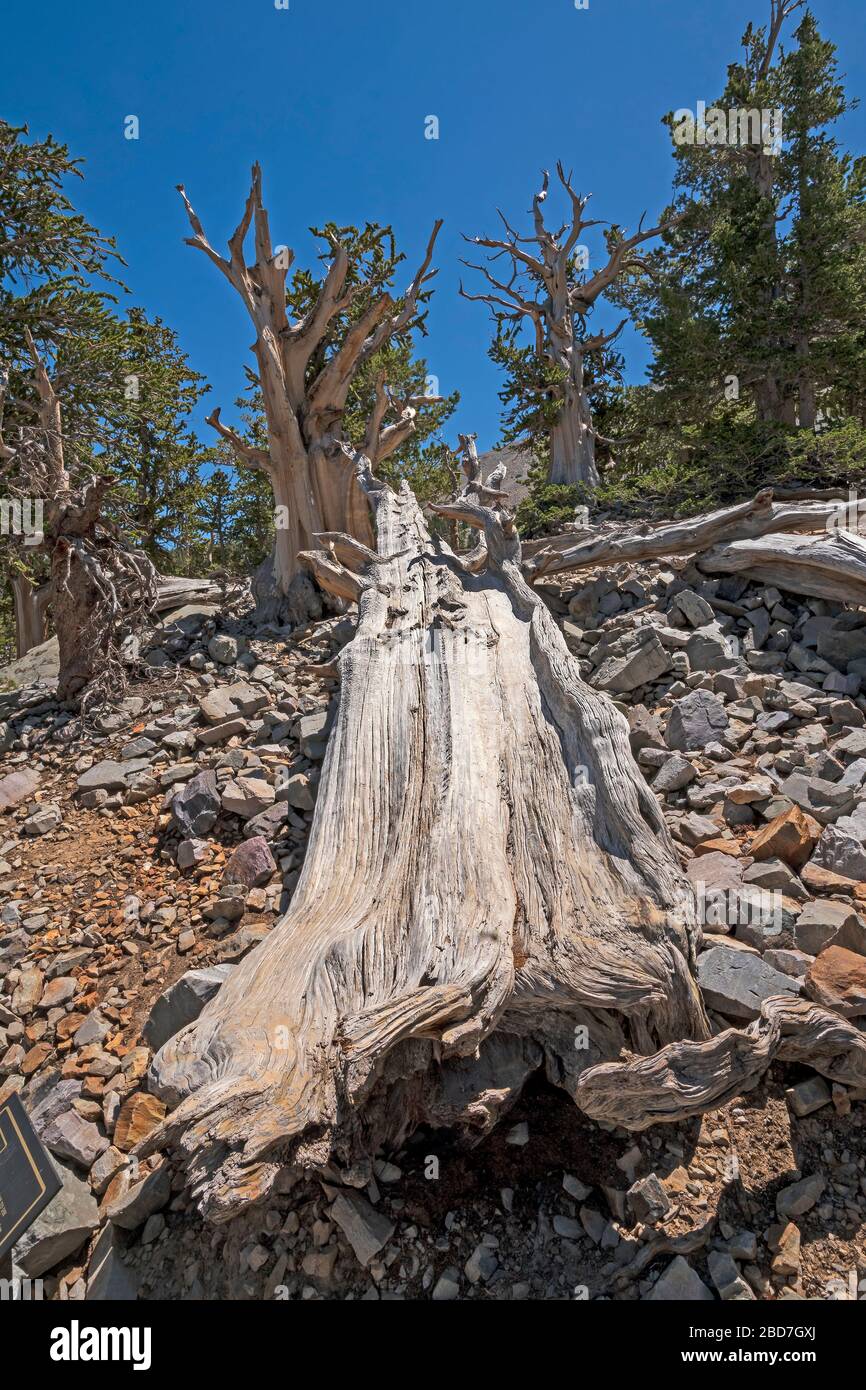 In the Bristlecone Forest in Great Basin National Park in Nevada Stock Photo