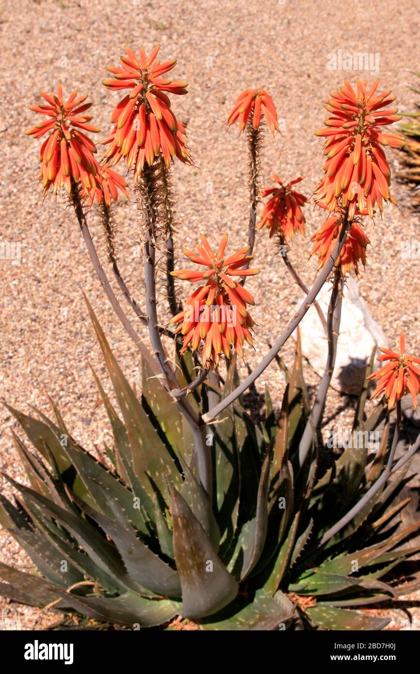 The flowers of the Aloe Cameronii (Red Aloe Vera) plant, an evergreen perrenial originating from the Arabian Peninsula now successfuly transplanted to Stock Photo