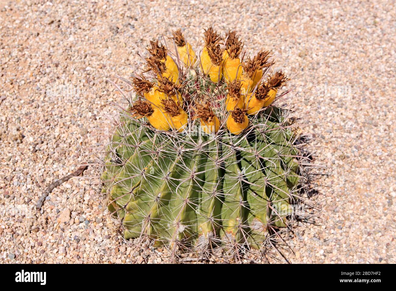 The barrel fishhook cactus -Ferocactus Wislizenii, also called the Arizona  Barrel Cactus or SW barrel cactus with pineapple shaped fruits, often misto  Stock Photo - Alamy