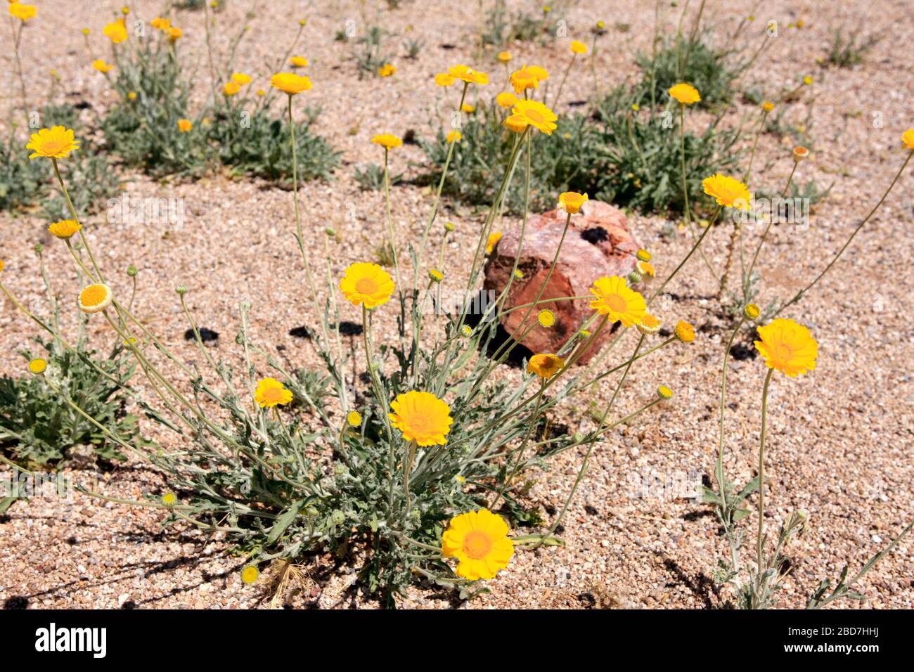 Desert Marigold - Baileya Muliradiata. A sun-loving native to the deserts of Northern Mexico and SW United States. Stock Photo