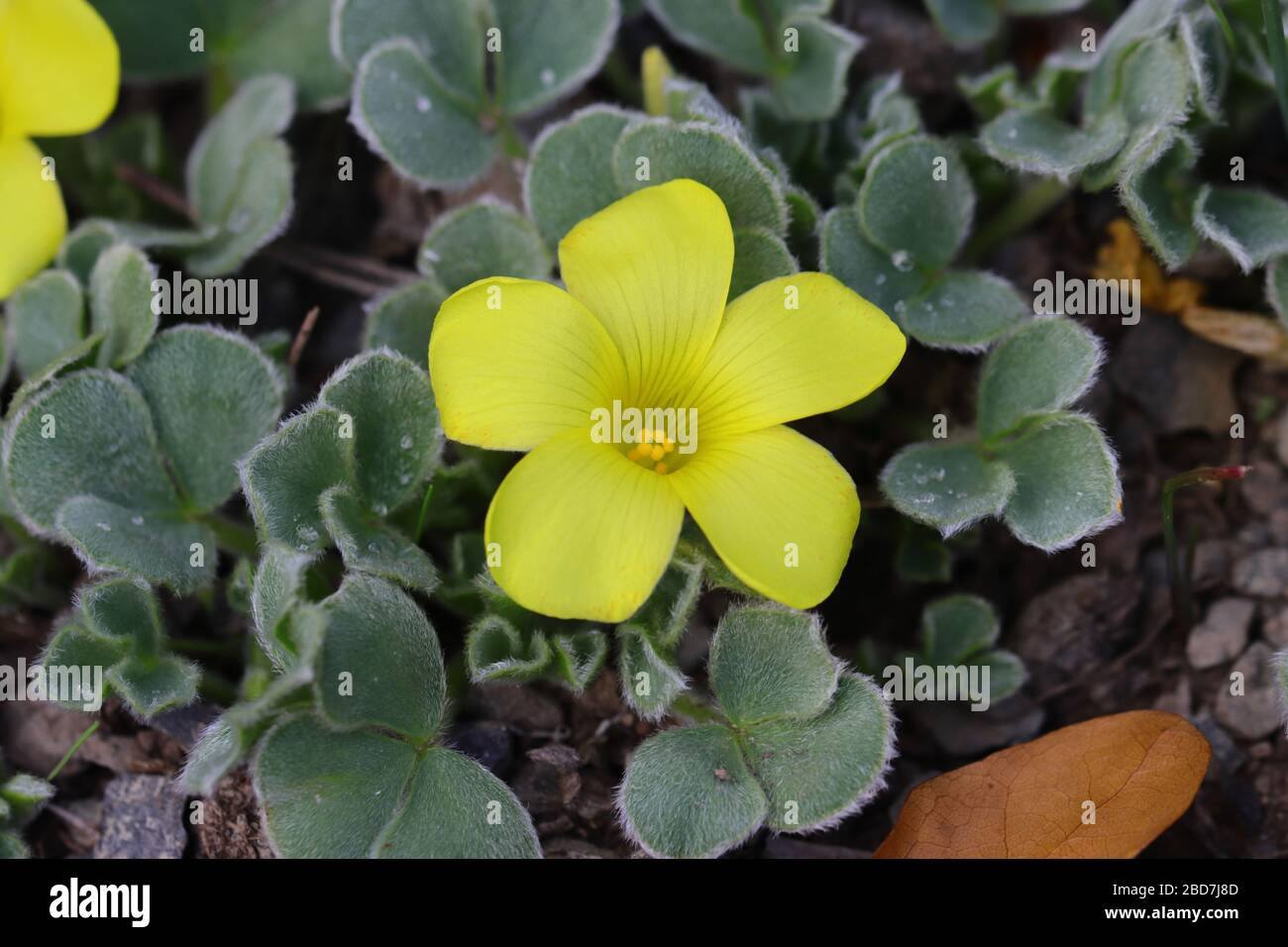 A relatively rare form of Oxalis, Ken Aslet is typically grown for the very showy leaves and funnel shaped flowers in early Summer and Autumn. Stock Photo