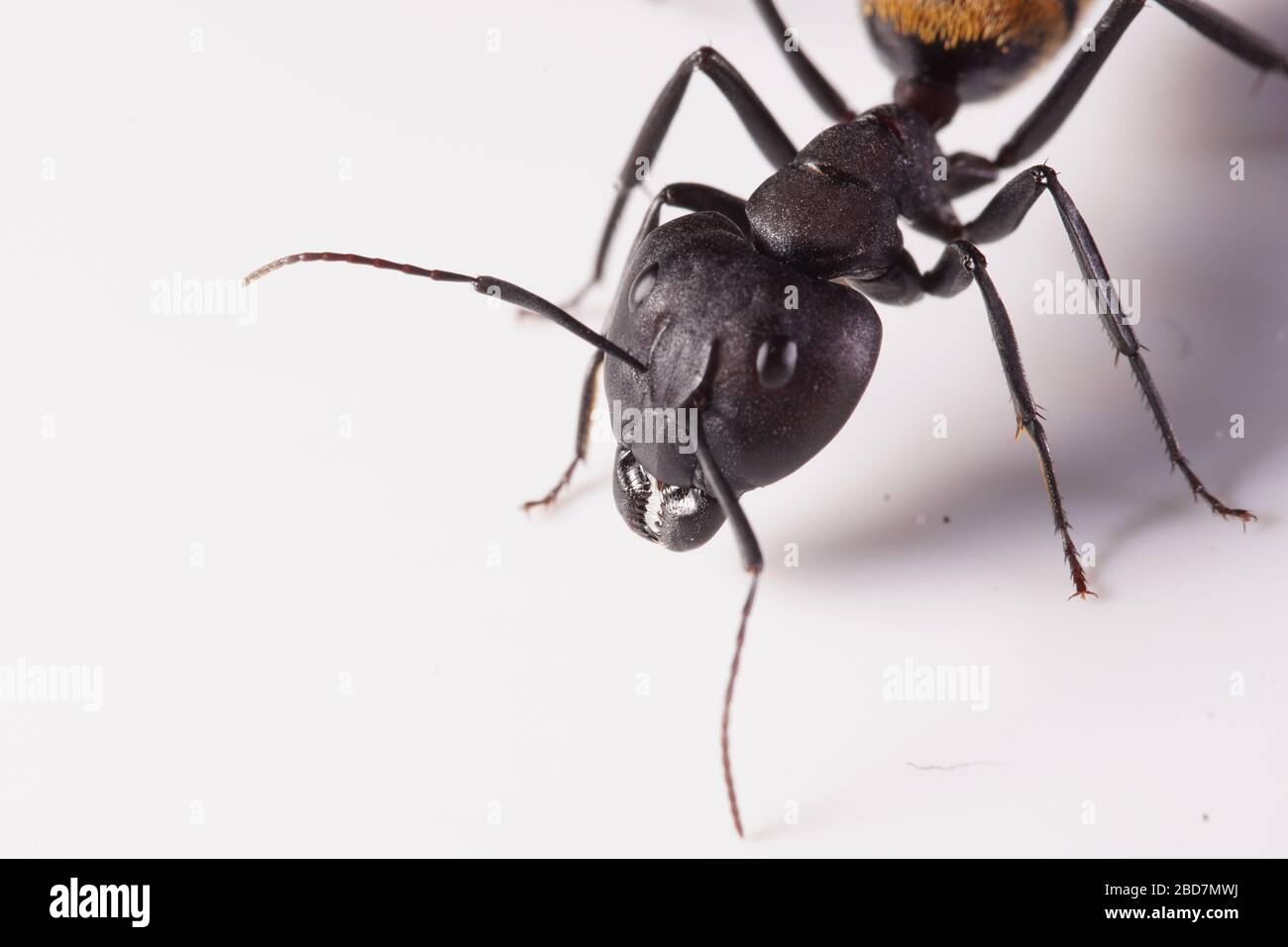 a larvae of the Australian bull ant Myrmecia pyriformis trying to build a cocoon while reflecting in the mirror. Stock Photo
