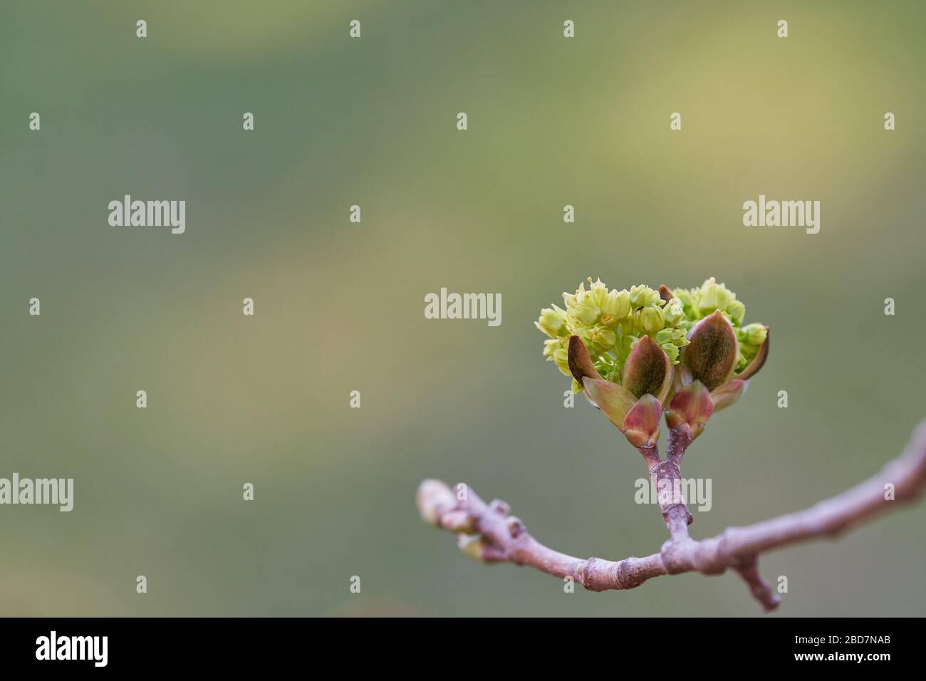 Linden (Tilia tomentosa) blossoms backlit on a pastel background with copy space. Concept for spring and tree blooming, alternative medicine and gemmo Stock Photo