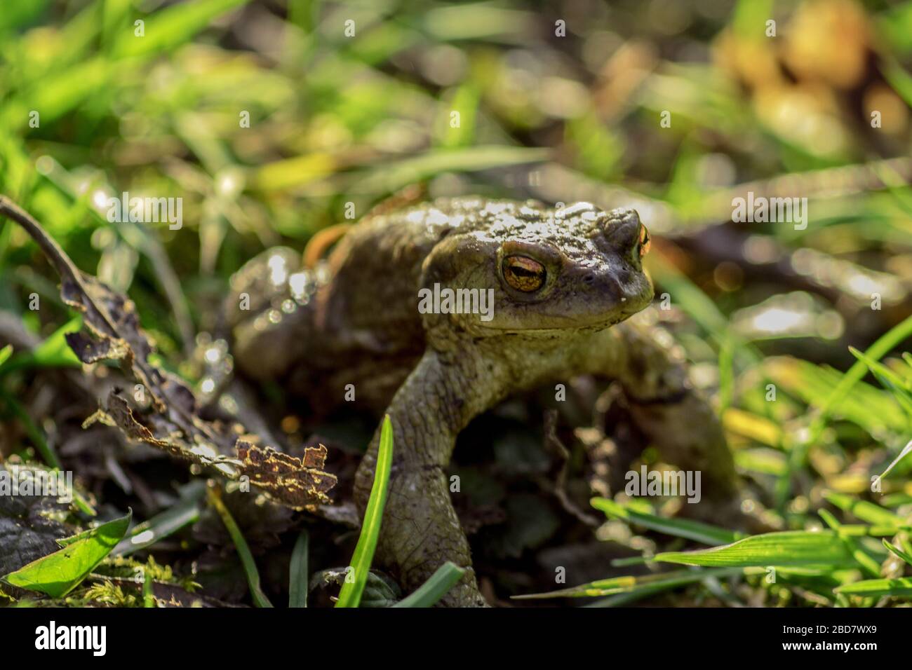 a toad / frog, amphibians Stock Photo