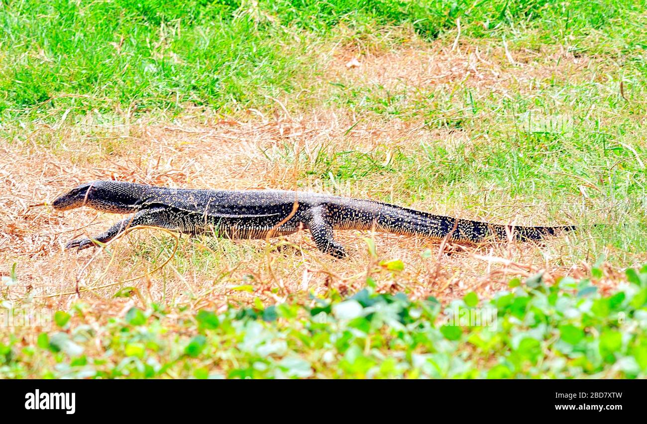 Lizards Of Borneo High Resolution Stock Photography and Images Alamy