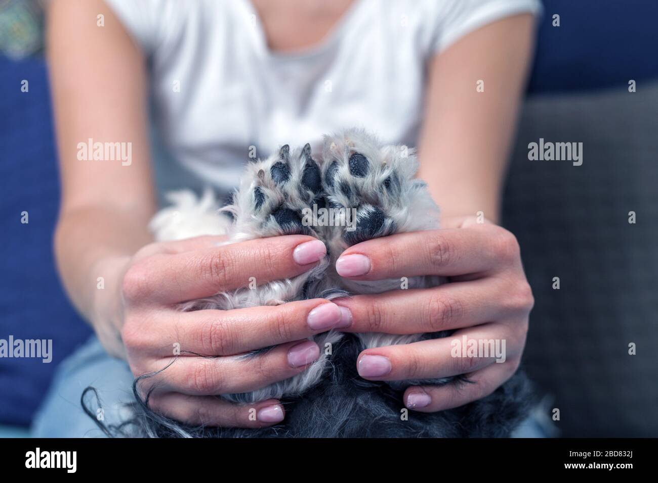 Dog paws. Girl holds paws of a dog, close up. pet. Homeliness. Stock Photo