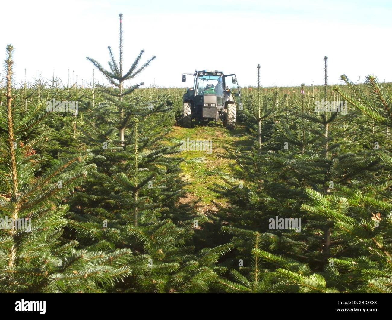Nordman fir (Abies nordmanniana), Christmas tree plantation with tractor, North Rhine-Westphalia, Sauerland Stock Photo