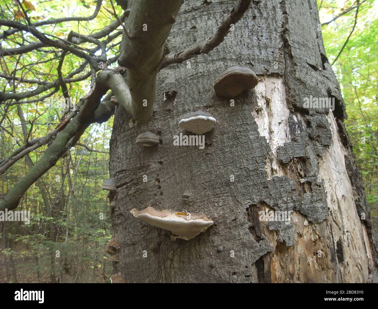 common beech (Fagus sylvatica), with chipped bark and tree fungi, Germany Stock Photo