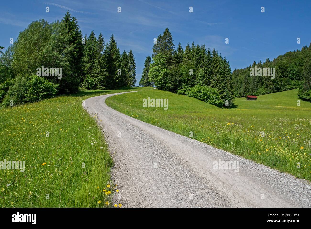 gravel road through a meadow in spring in the Ester Mountains, Germany, Bavaria, Region Estergebirge, Geroldsee Stock Photo