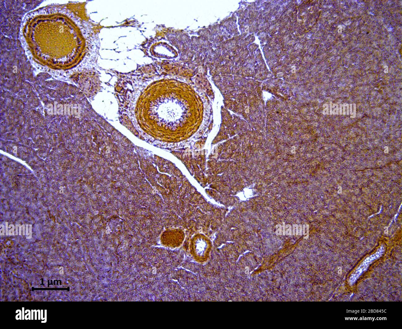 histological cut of tissue of human pancreas, 500x Stock Photo