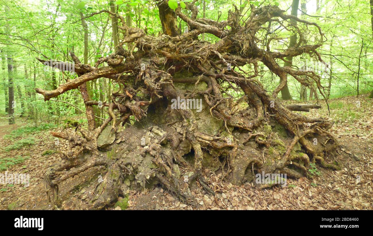 Deciduous tree with roots hires stock photography and images Alamy