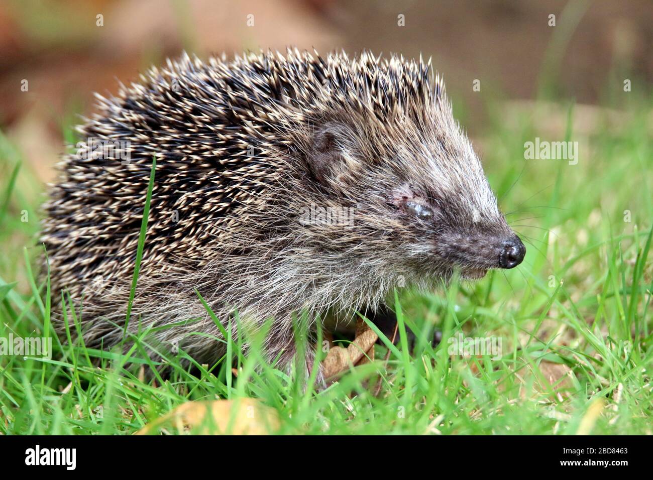 Western hedgehog, European hedgehog (Erinaceus europaeus), with ectoparasites, disease of the eye, Germany Stock Photo