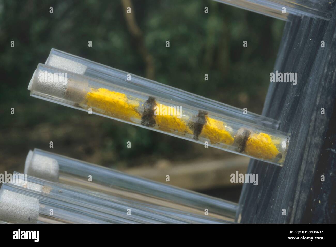 mason bees (Osmia spec.), transparent nesting aid, brood chambers stuffed with pollen in perspex tubes, Germany Stock Photo