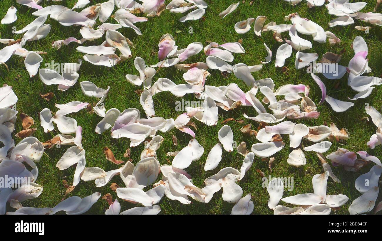 fallen Magnolia petals on a lawn, Germany Stock Photo
