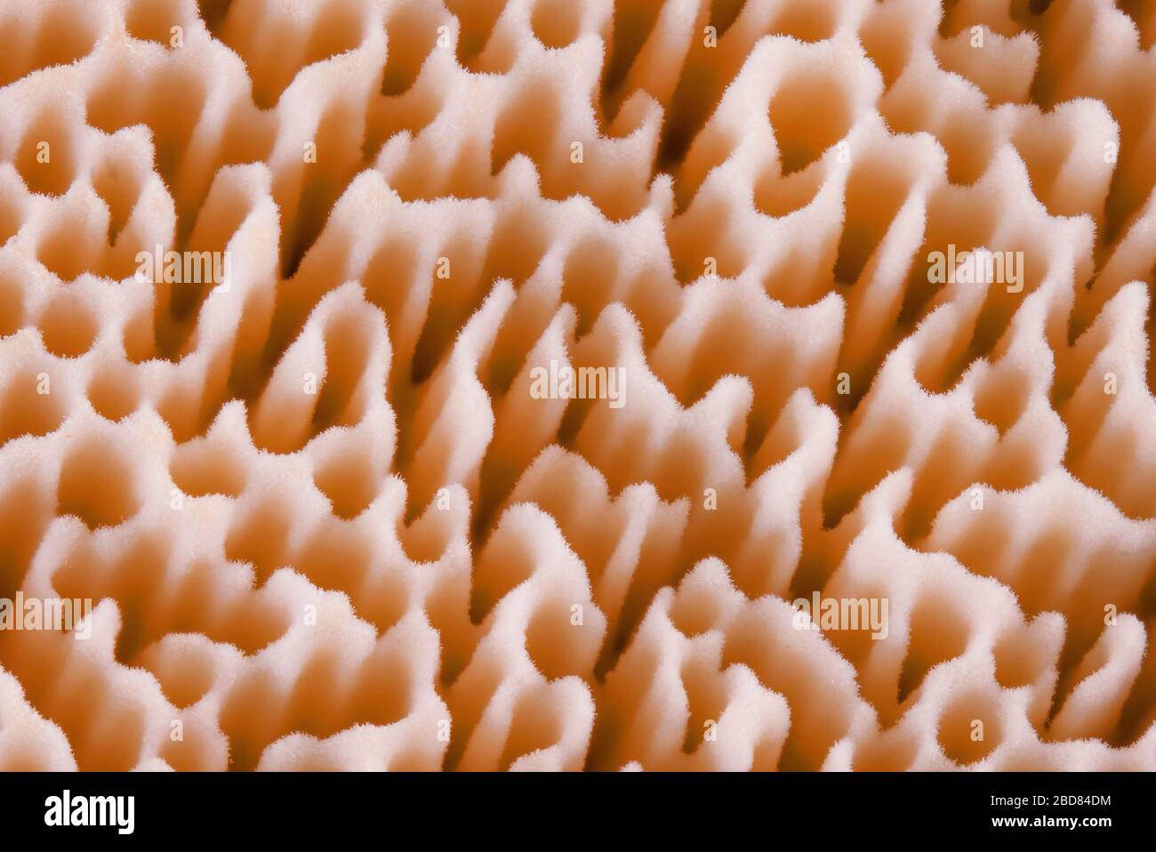 detail of the pores of a Bolete, Germany Stock Photo